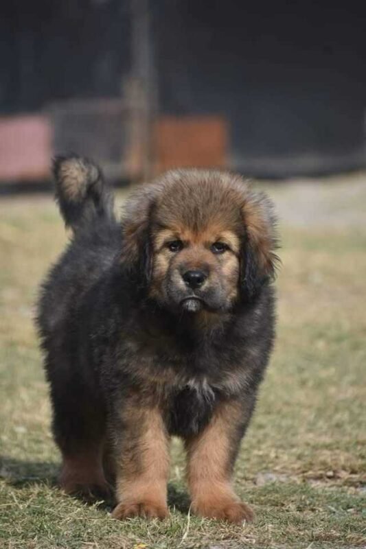 Tibetan Mastiff For Sale UK