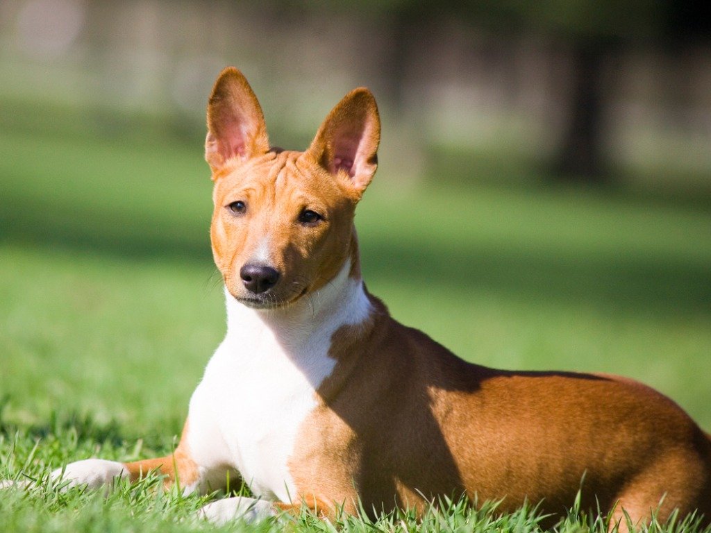 Tibetan Mastiff Gumtree