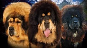 Tibetan Mastiff Kennel
