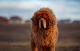 Tibetan Mastiff Largest Dog Breeds