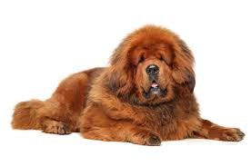 Tibetan Mastiff Legal In UK