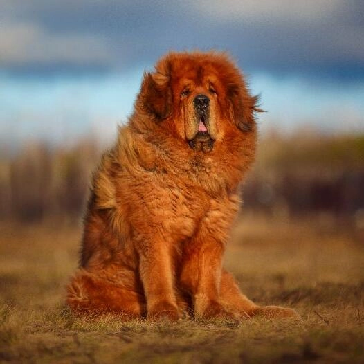 Tibetan Mastiff Personality