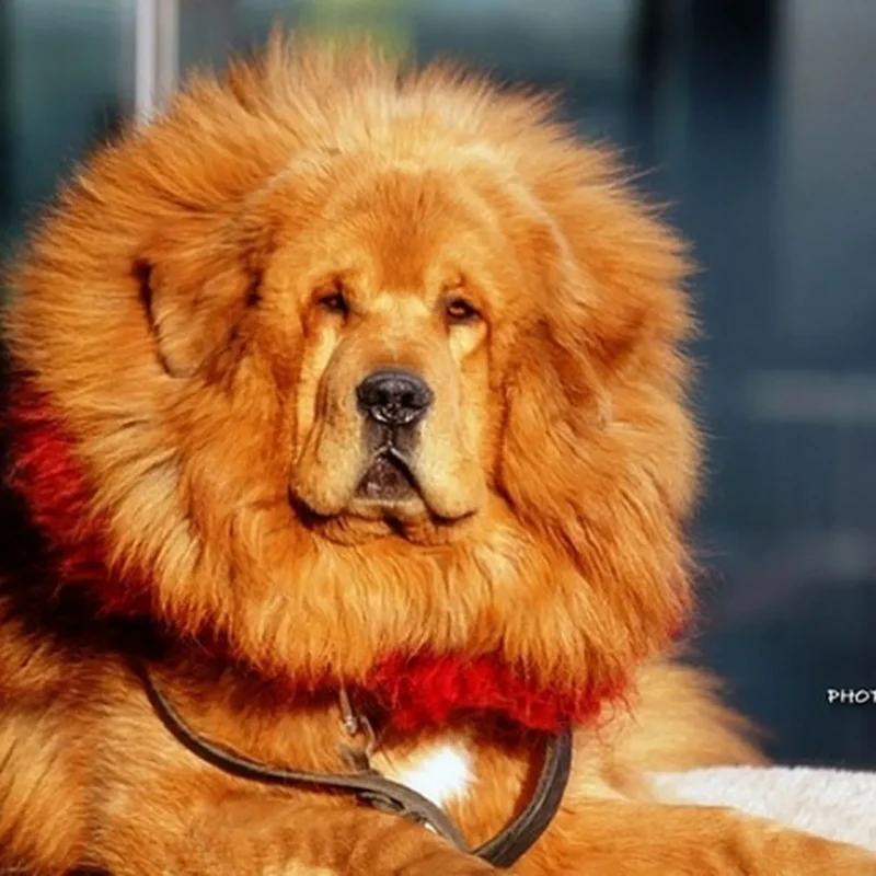 Tibetan Mastiff Price In China