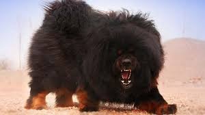 Tibetan Mastiff Price In Tibet