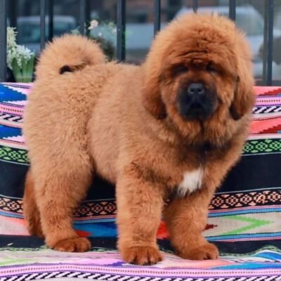 Tibetan Mastiff Puppies for Sale