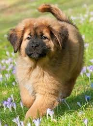 Tibetan Mastiff Puppies For Sale