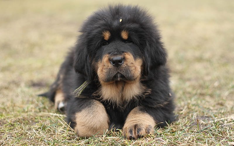 Tibetan Mastiff Puppies Price