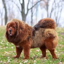 Tibetan Mastiff Puppies UK