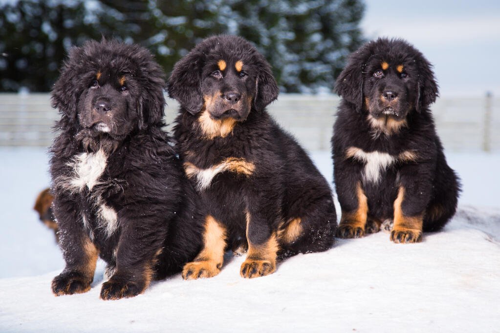 Tibetan Mastiff Pups For Sale UK