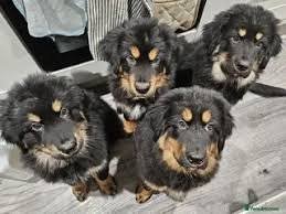 Tibetan Mastiff Sale UK
