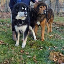 Tibetan Mastiff To Buy