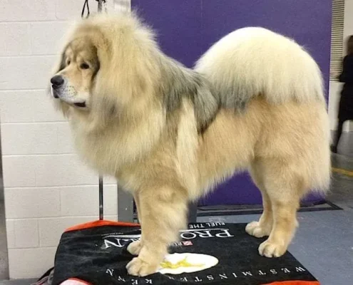 Tibetan Mastiff UK