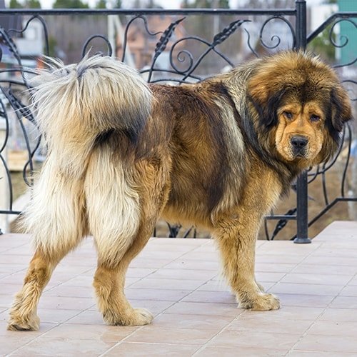Tibetan Mastiff UK Law