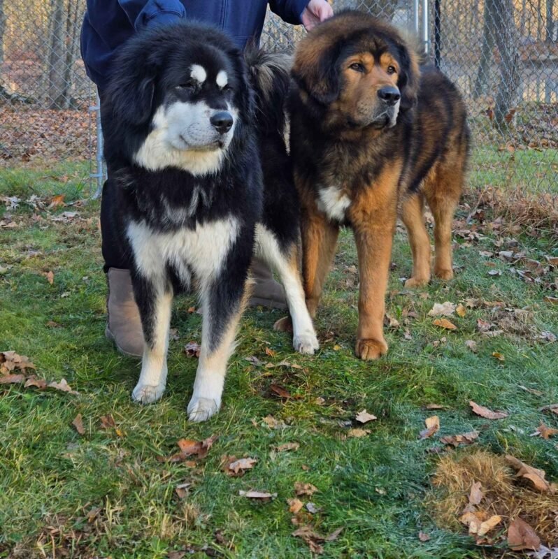 Tibetan Mastiff Where To Buy