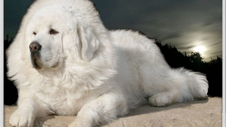 Tibetan Mastiff White Price