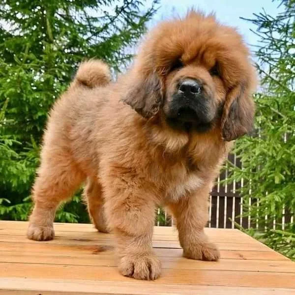 Tibetan Mastiff for Sale UK