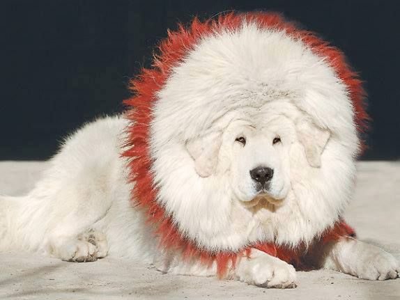 White Tibetan Mastiff Pprice
