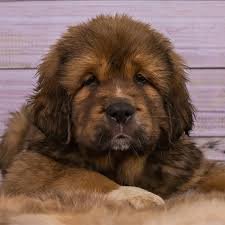 Tibetan Mastiff Puppy For Sale UK