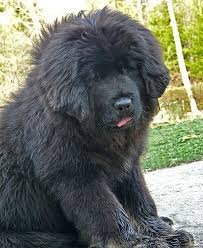 tibetan mastiff black