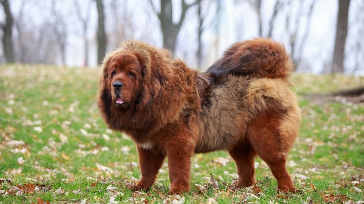 How Much Do Tibetan Mastiffs Cost?