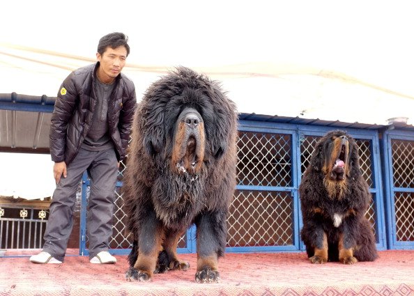 Why Are Tibetan Mastiffs So Expensive?